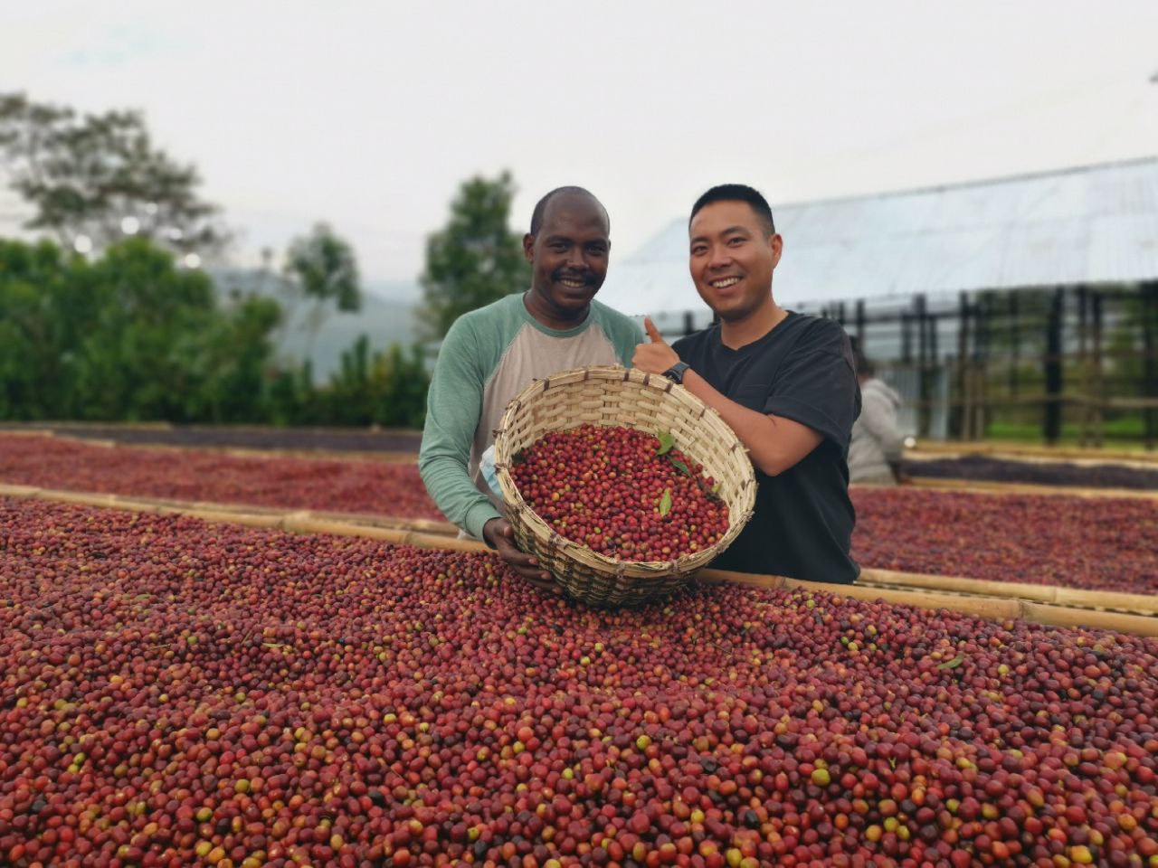 Halila Coffee Farm - Ethiopian Highlands