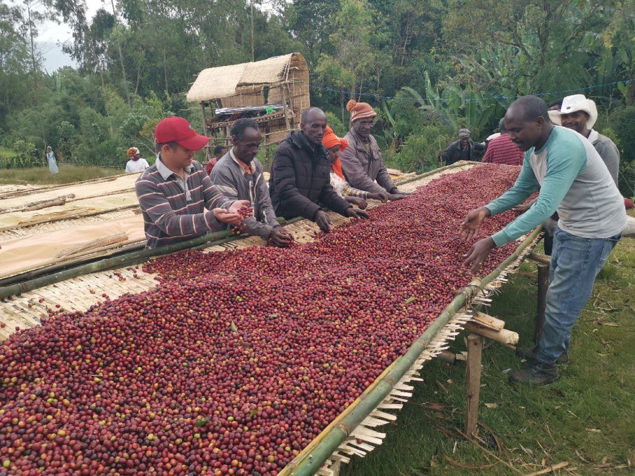 Natural Coffee Beans